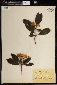 Kalmia latifolia image