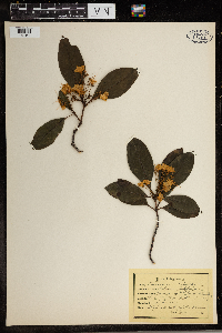 Kalmia latifolia image