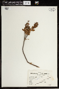 Kalmia polifolia image