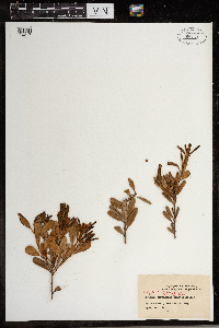 Lyonia ferruginea image