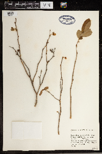 Media resource of Lyonia mariana