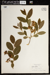 Lyonia mariana image
