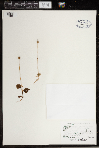 Moneses uniflora image