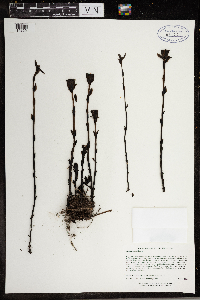Monotropa uniflora image