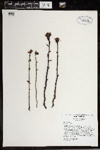 Monotropa uniflora image