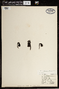 Monotropa uniflora image