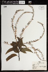 Oxydendrum arboreum image