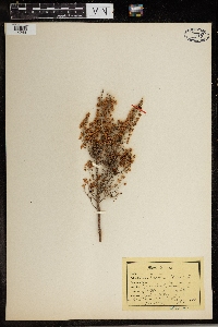 Media resource of Erica arborea
