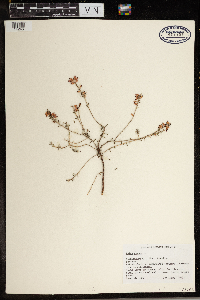 Media resource of Erica carnea