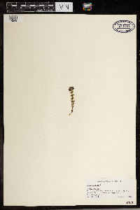 Media resource of Erica cinerea