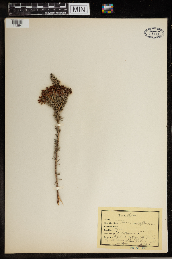 Erica multiflora image