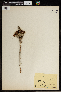 Media resource of Erica multiflora