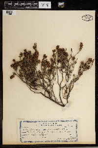 Erica multiflora image