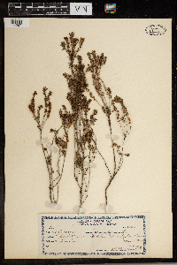 Media resource of Erica scoparia