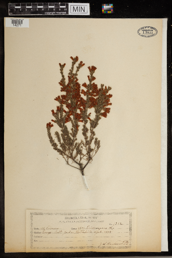 Erica vagans image