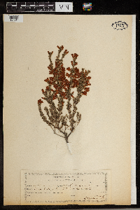 thumbnail image of current specimen