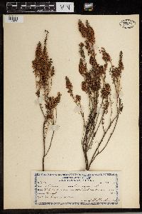 Erica vagans image