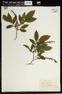 Eubotrys racemosa image