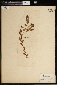 Thumbnail image of current specimen