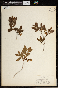 Image Associated With the Occurrence