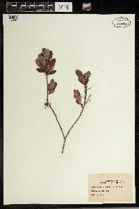 Image Associated With the Occurrence