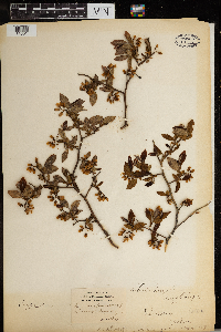 Image Associated With the Occurrence