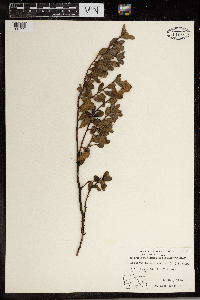 Thumbnail image of current specimen