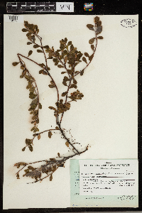 thumbnail image of current specimen