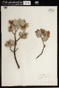 Arctostaphylos glauca image