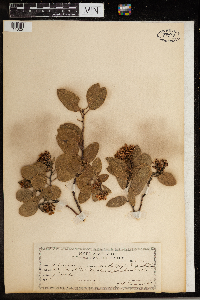 Arctostaphylos manzanita image