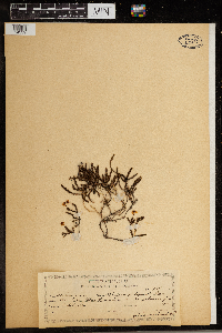 Harrimanella hypnoides image