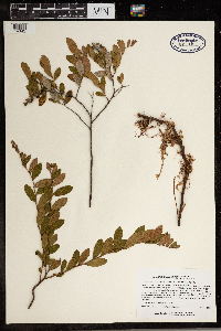 Chamaedaphne calyculata image