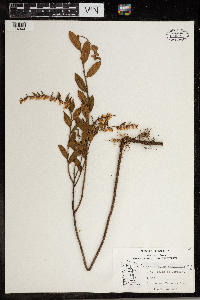 Chamaedaphne calyculata image