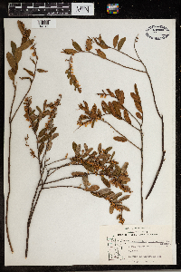 Chamaedaphne calyculata image