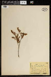 Chamaedaphne calyculata image
