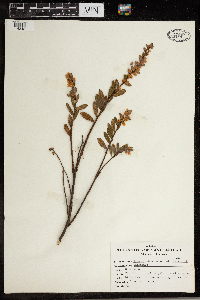 Chamaedaphne calyculata image