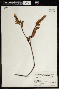 Chamaedaphne calyculata image