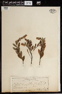 Chamaedaphne calyculata image