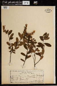 Chamaedaphne calyculata image