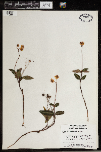 Chimaphila maculata image