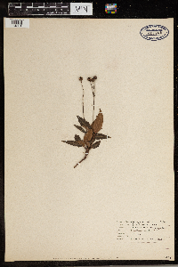 Chimaphila maculata image