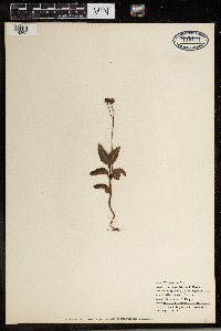 Chimaphila maculata image