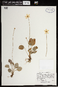 Parnassia glauca image