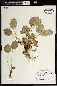 Parnassia glauca image
