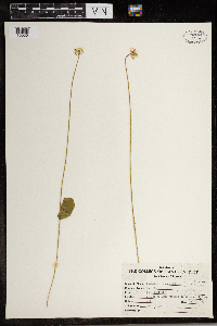 Parnassia glauca image
