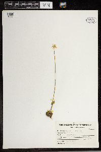 Parnassia palustris image
