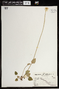 Parnassia palustris image