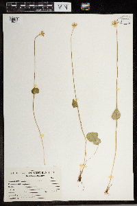 Parnassia palustris image