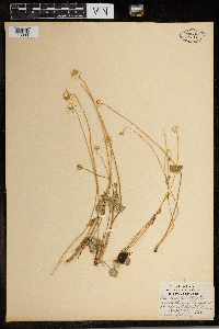 Parnassia palustris image