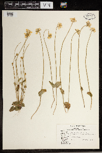 Parnassia palustris image
